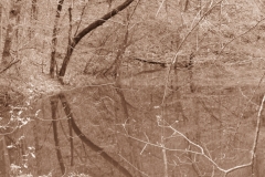 Tennessee Wood