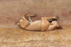 Sleeping Dog in Peru