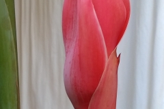 flower at la patarashca, Peru