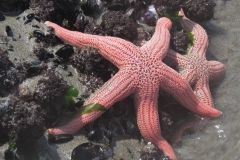 Pink Starfish, Pulpos, Peru